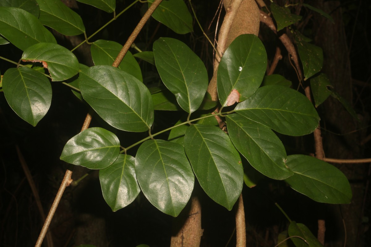 Aganope heptaphylla (L.) Polhill